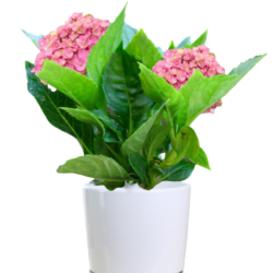 Hydrangea Macrophylla (Pink)