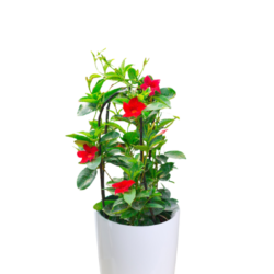 Allamanda cathartica (Red)