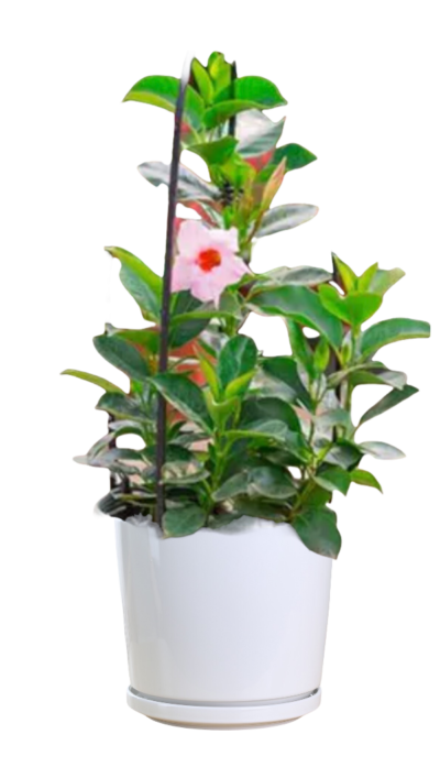 Allamanda Cathartica (Pink)