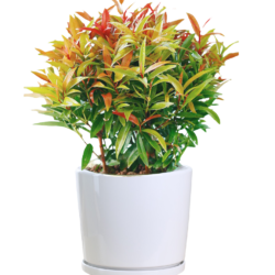 Australian Rose Apple