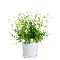 Marguerite