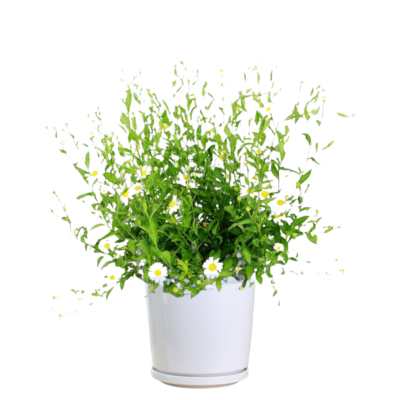 Marguerite