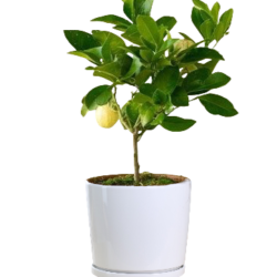Lemon Tree