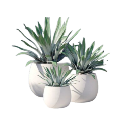 Pots & Planters
