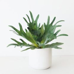 Artificial Climbing Bird's Nest Fern