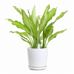 Aglaonema gemengd