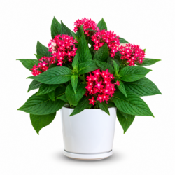 Graffiti Pink Pentas – Deep Pink