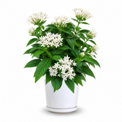 Graffiti White Pentas