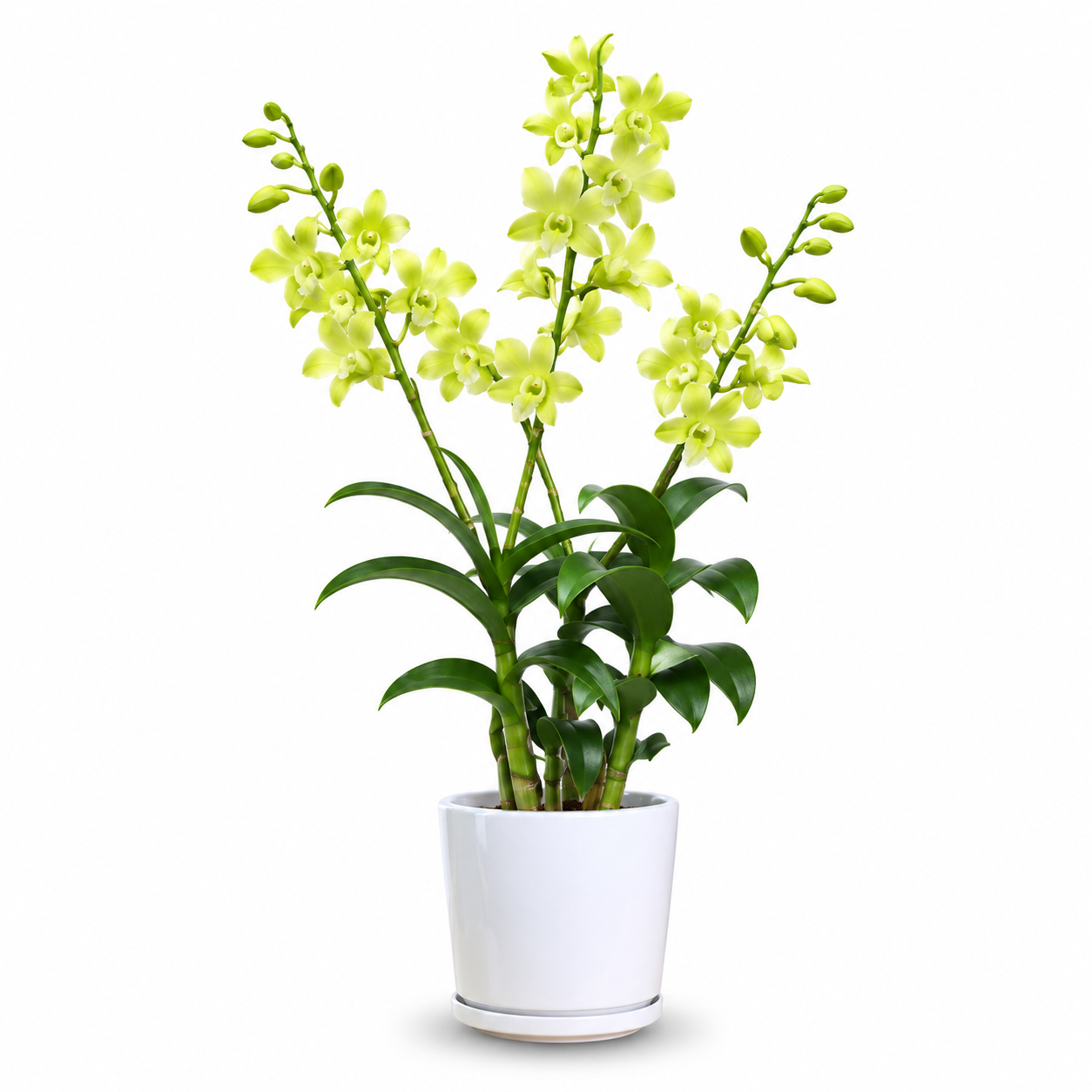 Green orchid