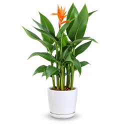 Heliconia psittacorum