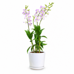 Light purple orchid