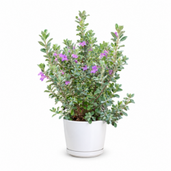 Purple sage