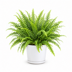 Nephrolepis exaltata bostoniensis - Boston Fern