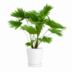 Livistona rotundifolia - Footstool Palm