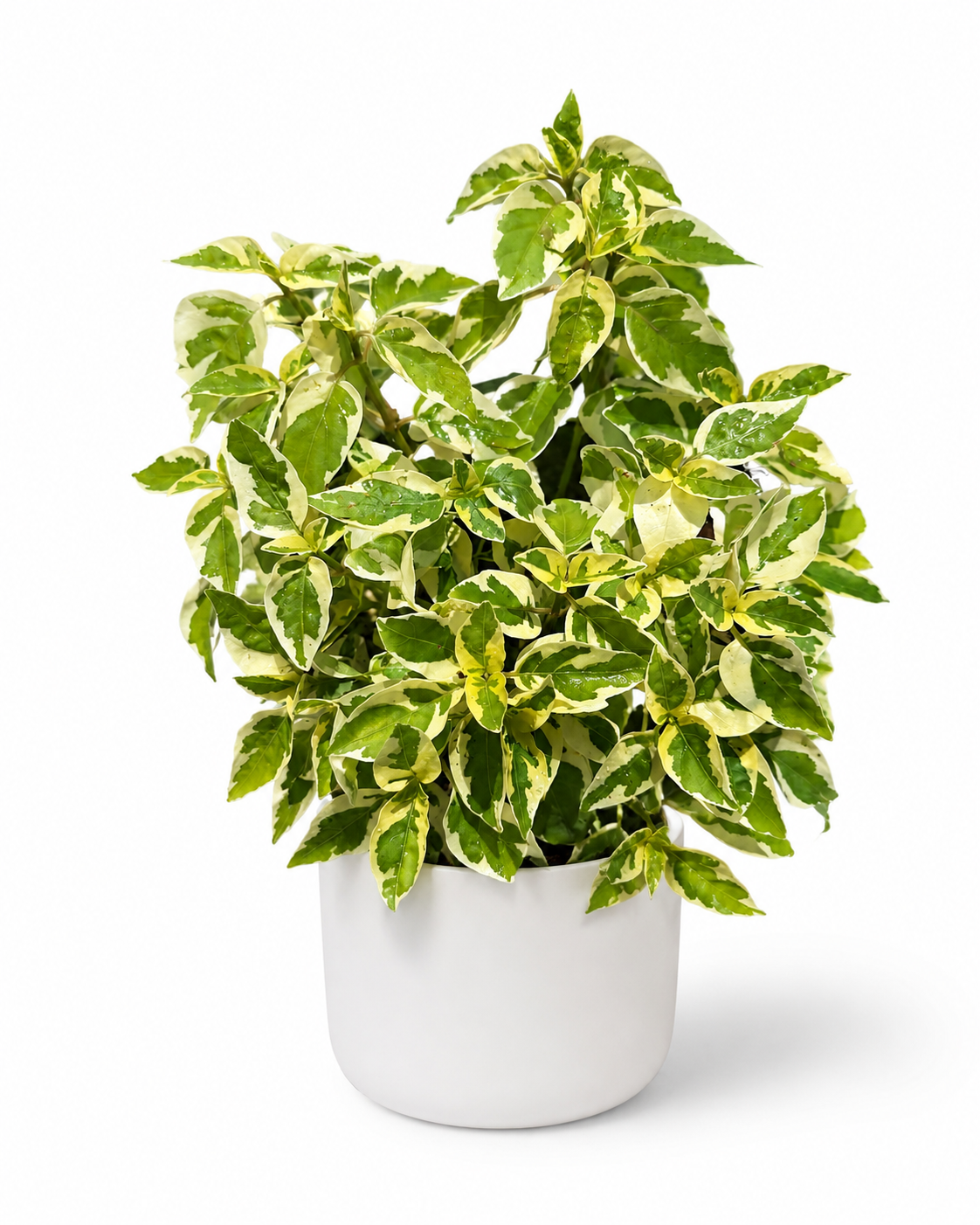 Variegated Chinese Violet (Ganges Primrose) - Image 2