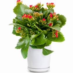 Calandiva Kalanchoe (Red)