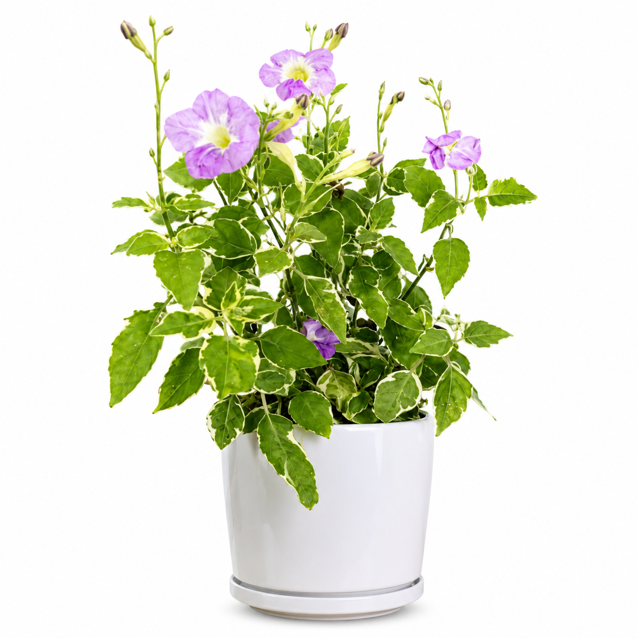 Variegated Chinese Violet (Ganges Primrose)