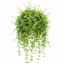 Watermelon Dischidia