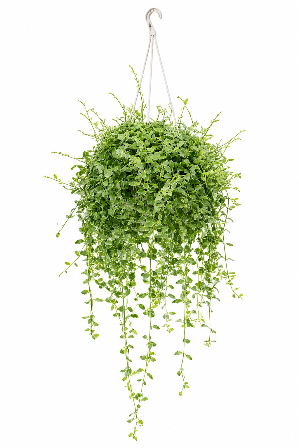 Watermelon Dischidia