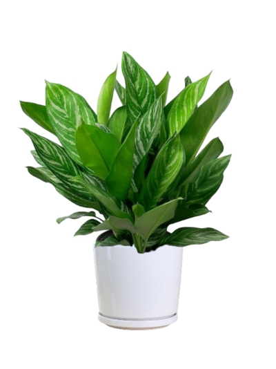 Chinese Evergreen - Aglaonema Laurel Green - Image 2
