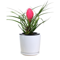 Pink Quill Air Plant - Tillandsia Cyanea