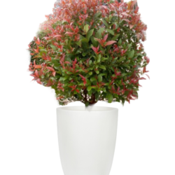 Australian Rose Apple ( Bush)