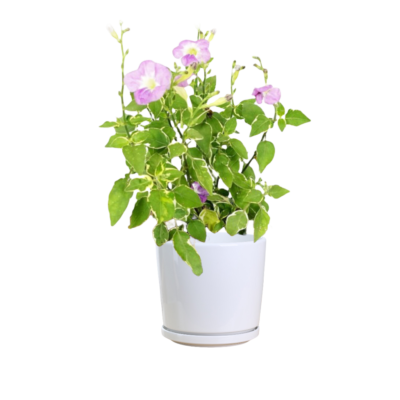 Variegated Chinese Violet (Ganges Primrose)