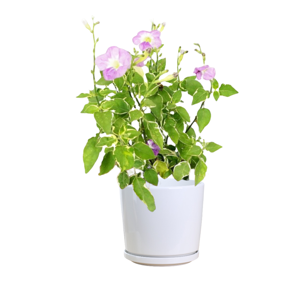 Chinese violet discount