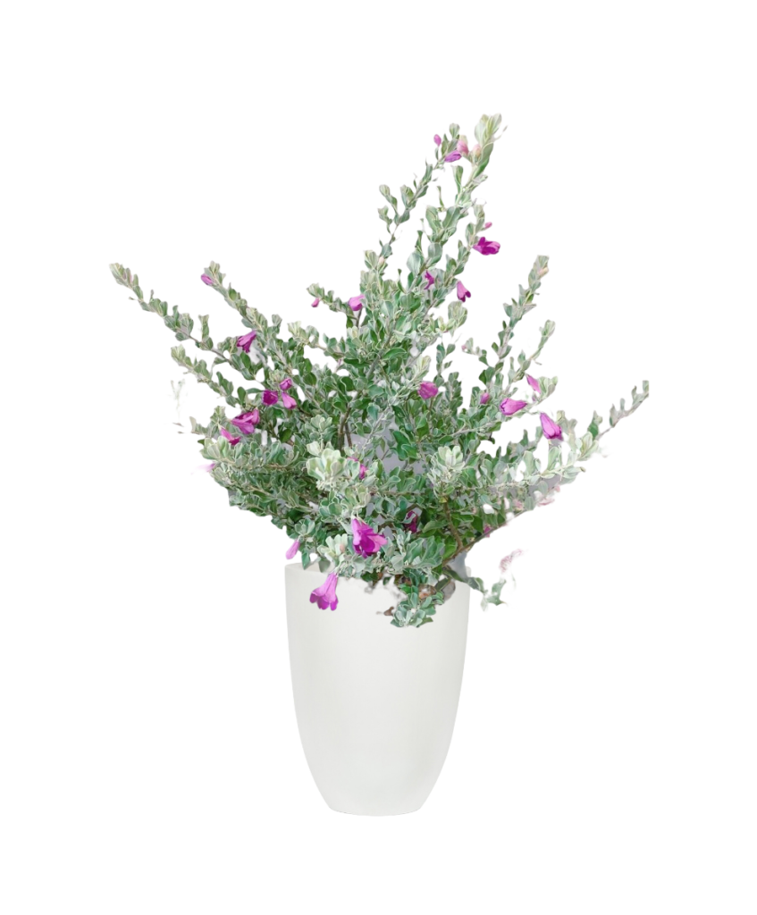 Purple sage Thai Garden Design