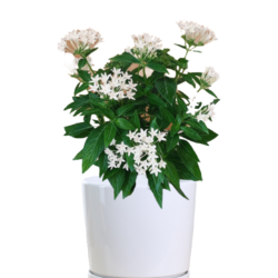 Graffiti White Pentas