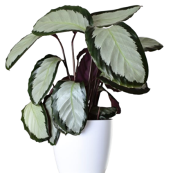 Rose Painted Calathea - Calathea roseopicta Silvia