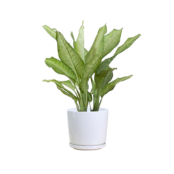 Aglaonema gemengd