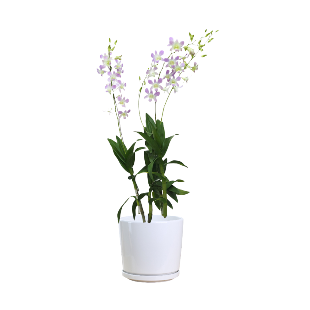 Light purple orchid Thai Garden Design