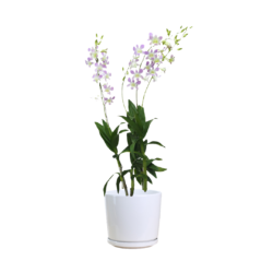 Light purple orchid