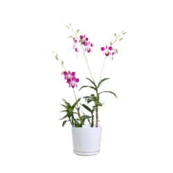 Purple orchid