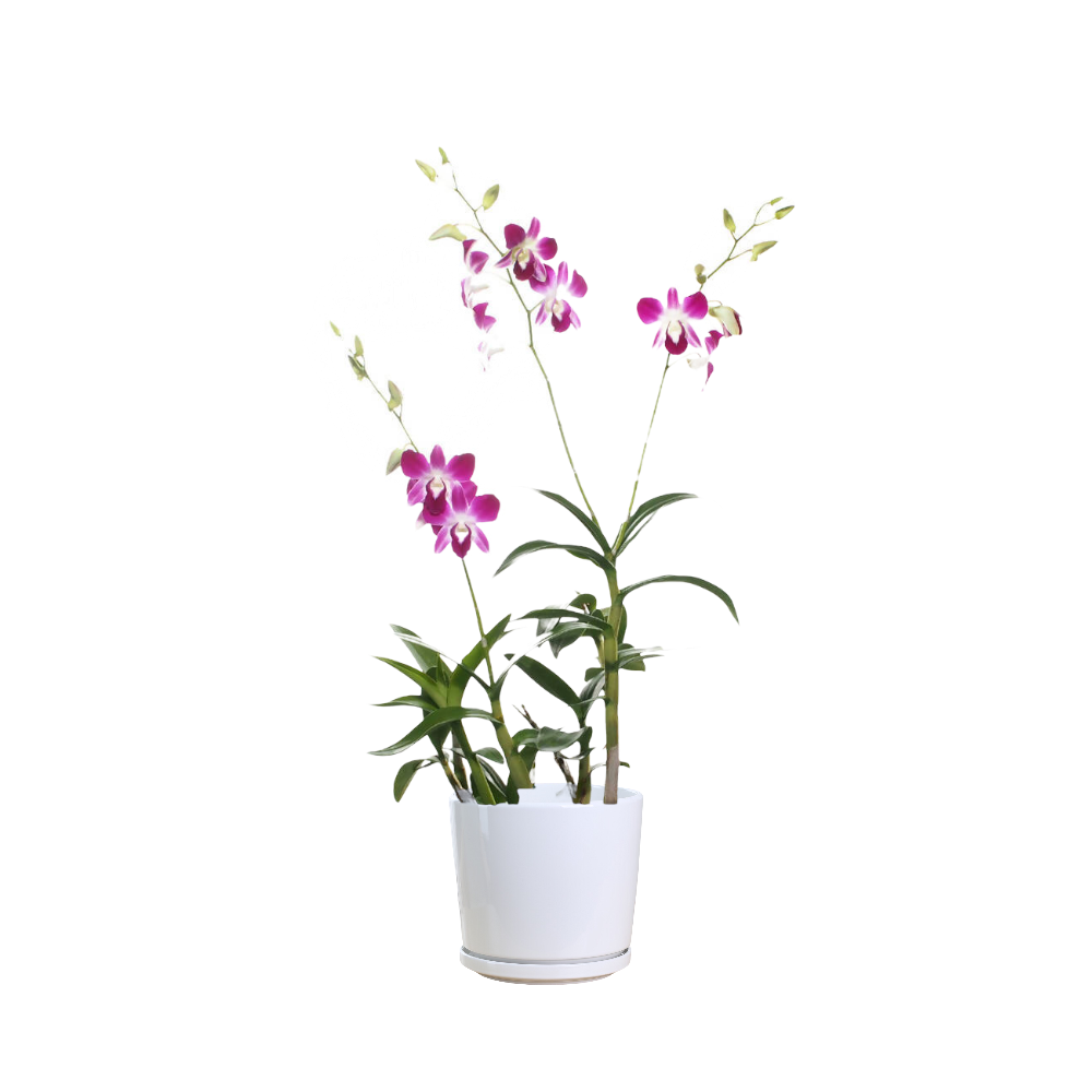Purple Orchid Thai Garden Design