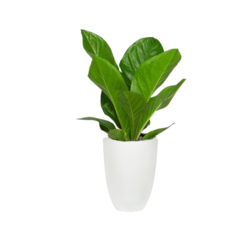 Anthurium Jenmanii 'Lovely Green'