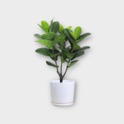 Fiddle-Leaf Fig (Ficus lyrata) - Artificial