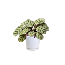Never Never Plant - Ctenanthe burle marxii amabilis
