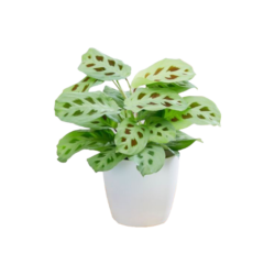 Rabbit's Foot - Maranta leuconeura var. kerchoveana