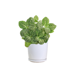 Fittonia Albivenis