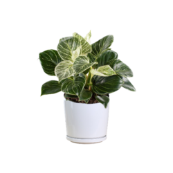 Philodendron - White Wave