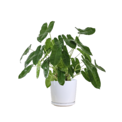 Philodendron