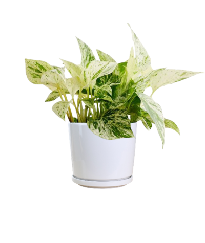 Epipremnum aureum - Golden Pothos