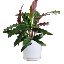 Calathea rufibarba - Velvet Calathea