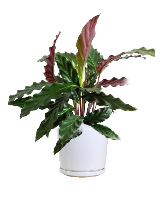 Calathea rufibarba - Velvet Calathea