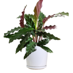 Calathea rufibarba - Velvet Calathea