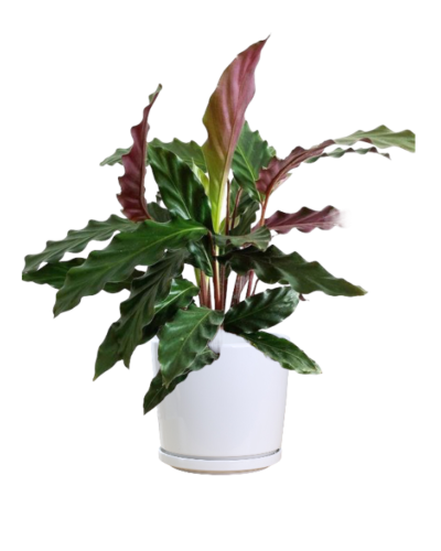 Calathea rufibarba - Velvet Calathea