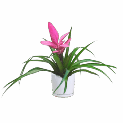 Pink Quill Air Plant - Tillandsia Cyanea - Image 2