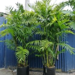 MacArthur Palm
